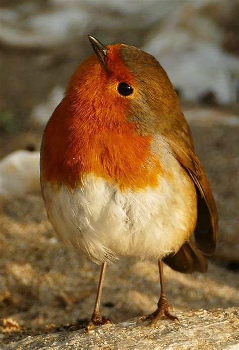 Pretty little robin Pretty Birds, Cute Birds, Beautiful Birds, Animals Beautiful, Bird Pictures ...