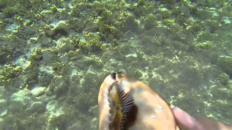 Montego Bay Snorkeling 2013 St. James in HD 5 (2 of 2) - YouTube