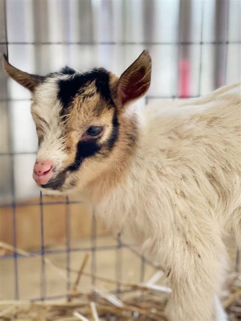 Baby goat kid farm stock photo. Image of nigerian, goat - 260152386