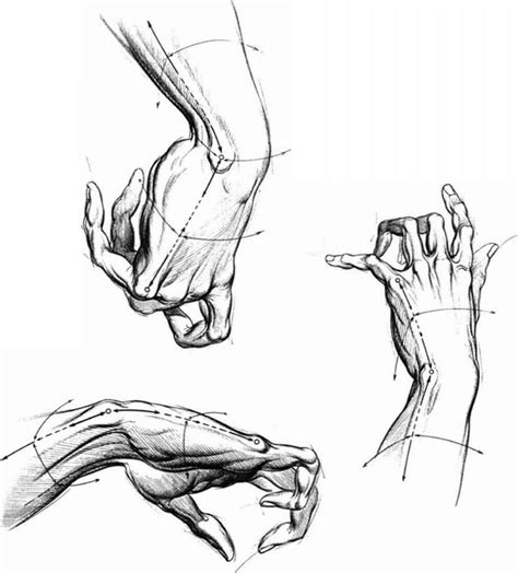 The Various Proportions Of Human Hand and Fingers - Drawing Hands