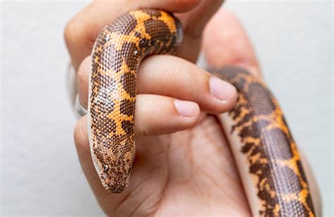 Kenyan Sand Boa Care Guide - Reptile Cymru