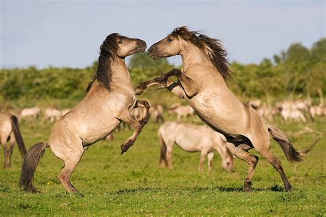 Konik Horse Info, Origin, History, Pictures