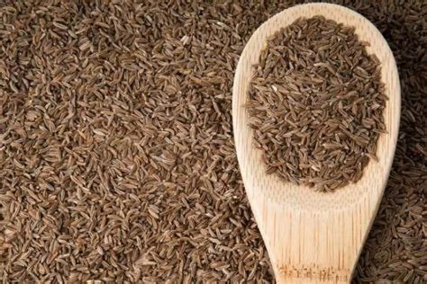 Fennel Seed Substitutes: The Easy Picks To Supply Our Ticks