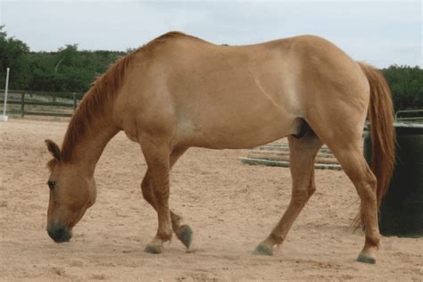 Dun Horse: Unique Genetics, History and Breeds - Horse Wildlife