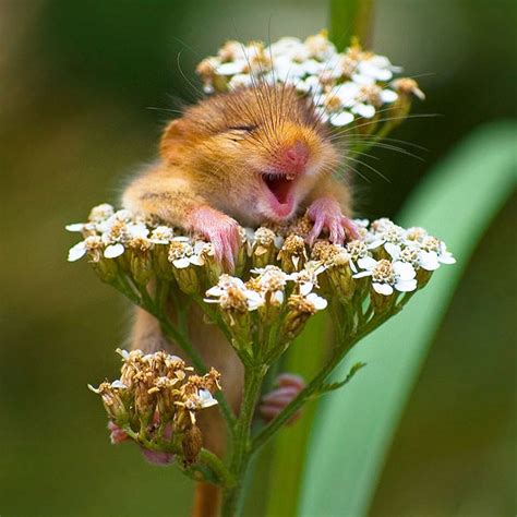 The 30 Happiest Animals In The World That Will Make You Smile | Bored Panda