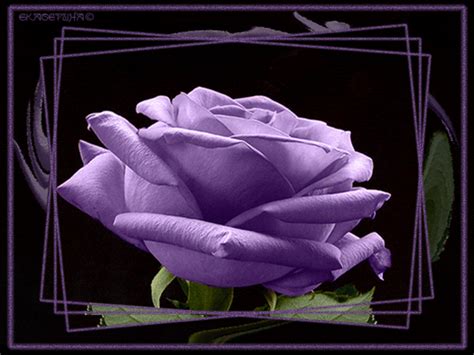 Purple rose. | Purple love, Purple roses, Purple