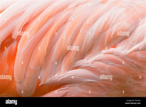 Feathers of pink flamingo, close-up Stock Photo - Alamy