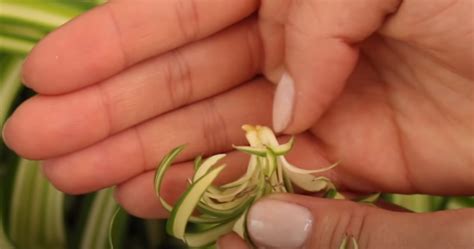 Curly Spider Plant: Care, Propagation, and More - FlowersProfy