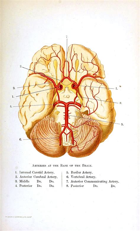 Medical - Anatomy - Brain circulation | Medical illustration, Medical ...