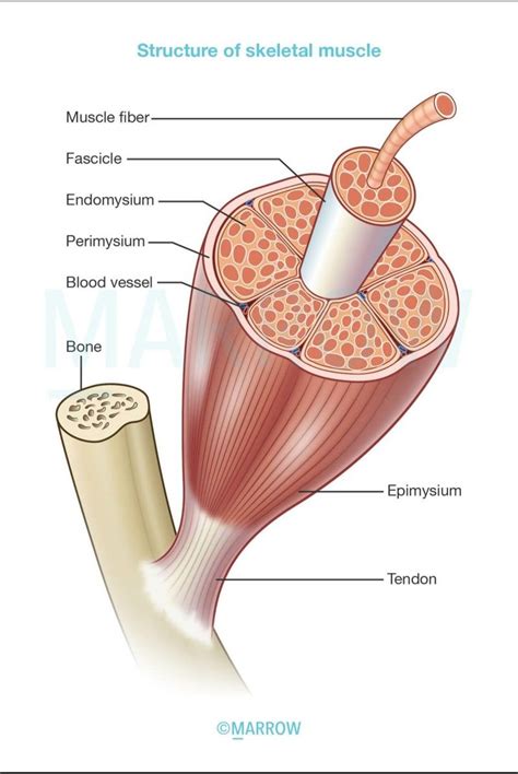 Connective tissue support Endomysium- individual muscle fibres Perimysium- muscle bundles ...