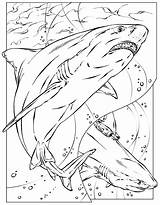 Bruce The Shark Coloring Pages  Coloring Home sketch template
