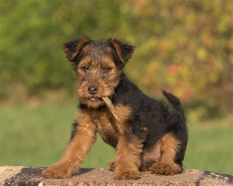 Welsh Terrier Dog Breed Information & Characteristics