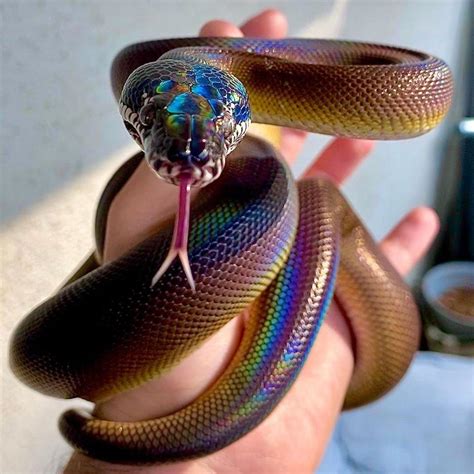 🔥 White-Lipped Python {Leiopython} 🔥 : r/NatureIsFuckingLit