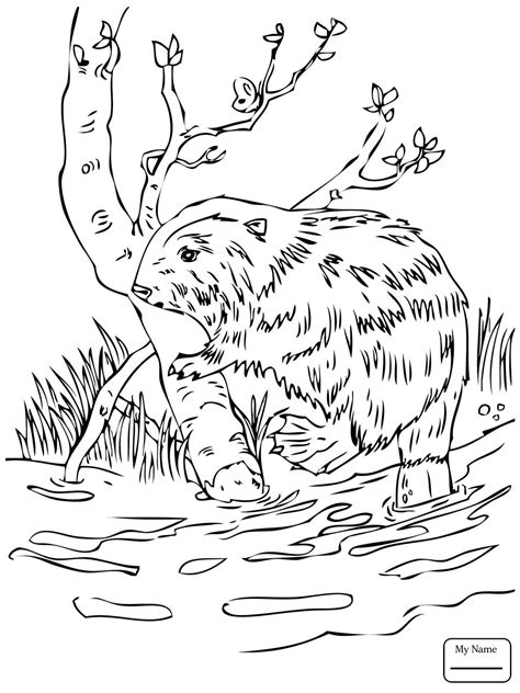 Beaver Dam Drawing at GetDrawings | Free download