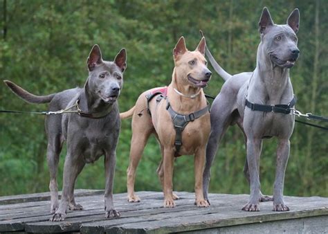 Thai Ridgeback Info, Temperament and Personality, Puppies, Pictures, Video