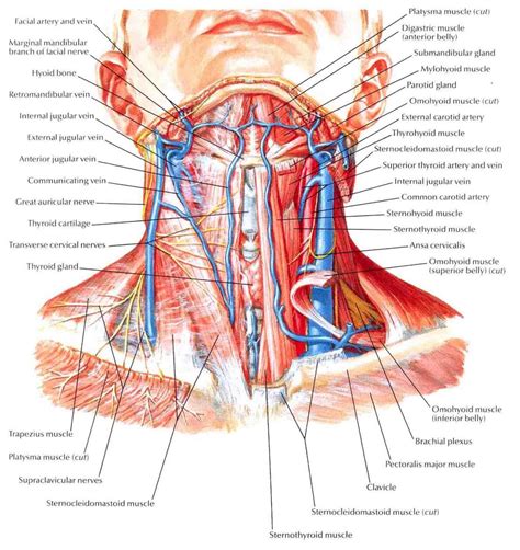 Cross Sectional Anatomy Of Neck Muscles Neck Muscle Anatomy Ct Human ...