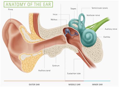 Basic Diagram Of The Ear