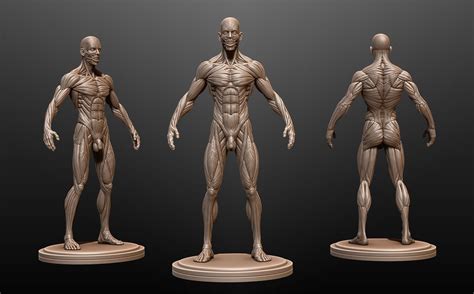 Male Anatomy Ecorche | 3D model | Body anatomy, Human anatomy model ...