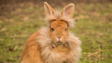 Are Rabbits Smart Like Dogs