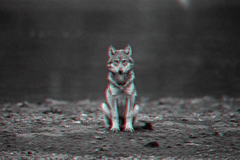Wolf Animated GIF