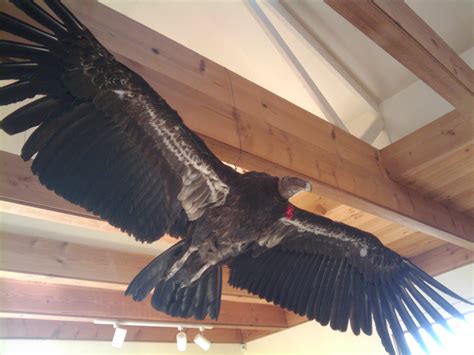 File:California-Condor.jpg - Encyclopedia Westarctica