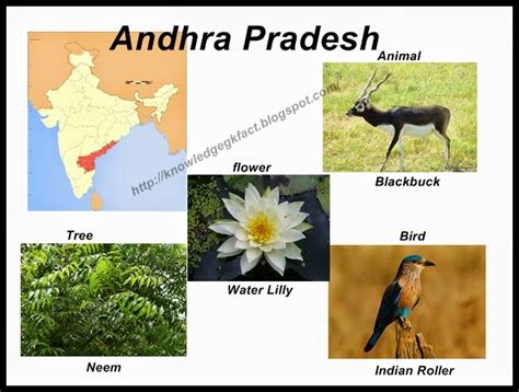 GENERAL KNOWLEDGE: INDIA - STATE SYMBOLS OF ANDHRA PRADESH