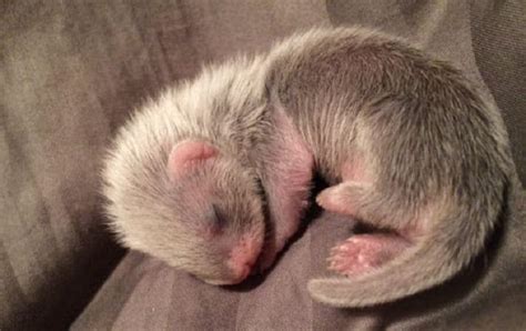 All About Ferret Babies | BeChewy