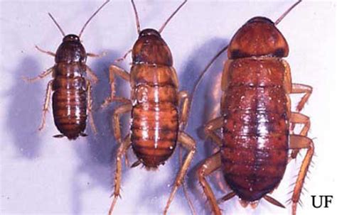 American cockroach - Periplaneta americana (Linnaeus)