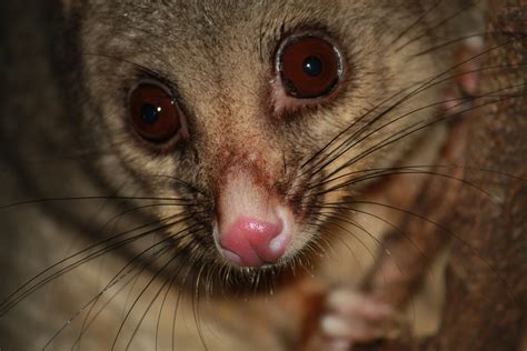 Possum teeth may pinpoint origins of preserved Maori heads - study ...