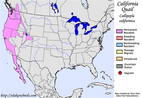 California Quail - Species Range Map