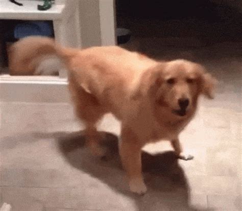 Dog Working Hard Gif Find Share On Giphy