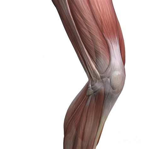 Anatomy Muscle Knee Joint