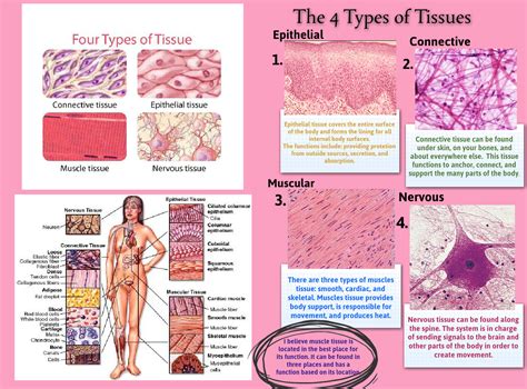 Introduction to Tissues - Medical Yukti