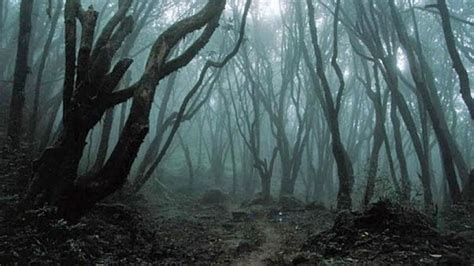 5 Fairytale Forests Straight Out of a Story Book