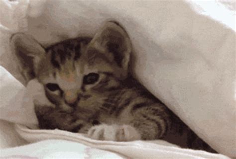 Sleepy GIF - Find & Share on GIPHY