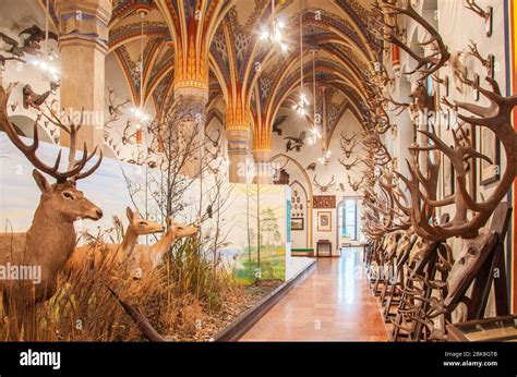 The interior of the castle Vajdahunyad in Budapest Stock Photo - Alamy