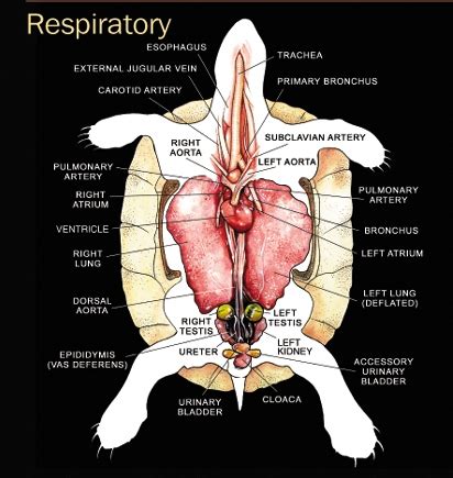 Respiratory system reptiles. Anatomy | Our Reptile Forum