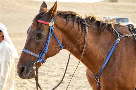 Arabian horse in desert stock image. Image of horse, brown - 67882517