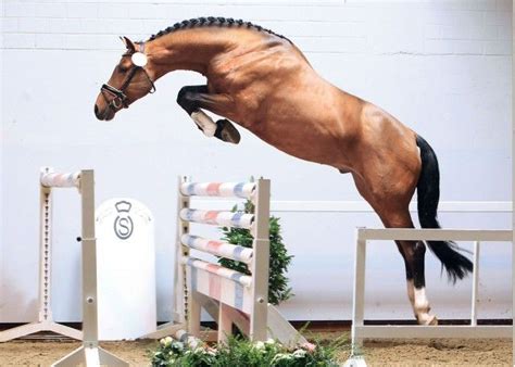 Bay horse jumping | Show jumping horses, Horses, Beautiful horses