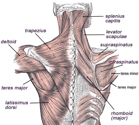 Muscles of the Back