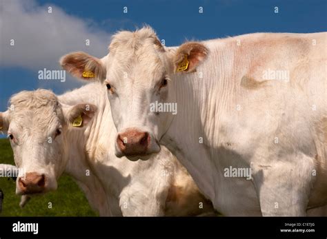 Charolais beef cattle grazing in pasture Stock Photo - Alamy