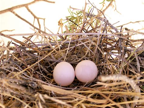 Dove eggs in nest | in a bush by my trash | dagutzyone | Flickr