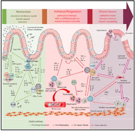 Mucosal immunology of the gastrointestinal tract (GIT) under ...