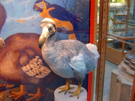 Dodo Bird Facts: Habitat, Diet, Extinction & More | Facts.net - Facts.net