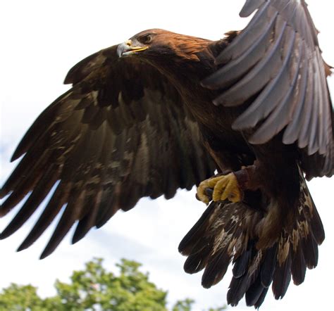 File:Golden Eagle in flight - 5.jpg - Wikimedia Commons