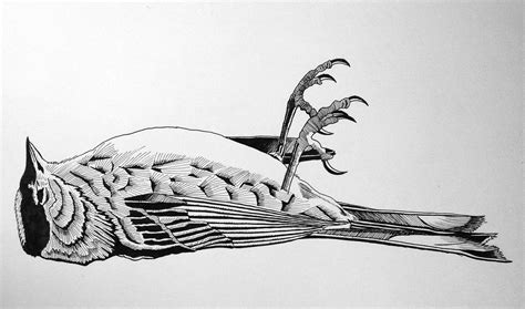 Dead Bird Drawing at PaintingValley.com | Explore collection of Dead Bird Drawing