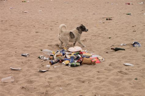 Beach-Trash_Stupid-and-Uneducated-People__86272 | Beach Tras… | Flickr