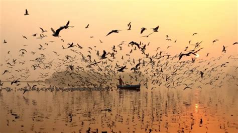 In Pictures: Migratory Birds Flock To Delhi