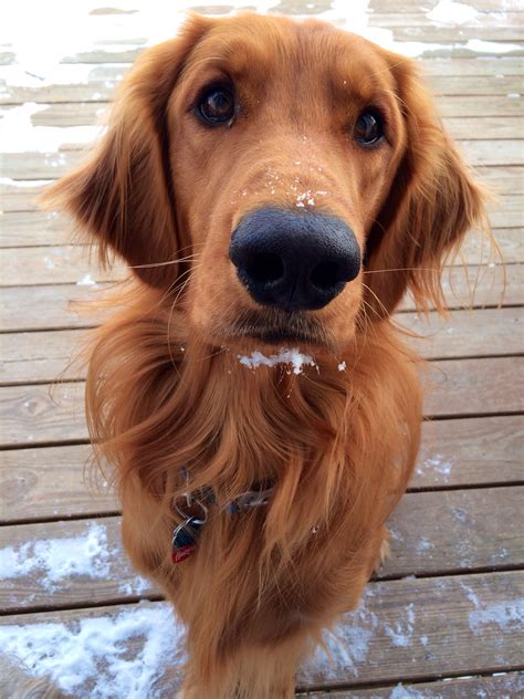 40 Best Pictures Golden Irish Puppies Oregon / The Irish Setter: A Complete Guide | Doggie ...