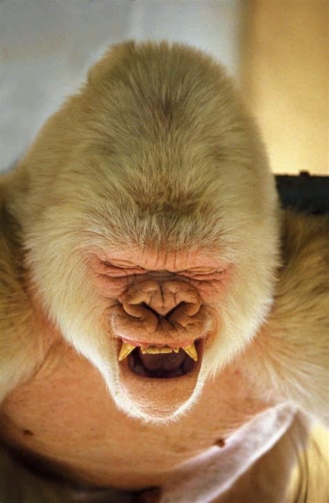 Albino Monkeys: How Common Are White Monkeys and Why Does It Happen ...